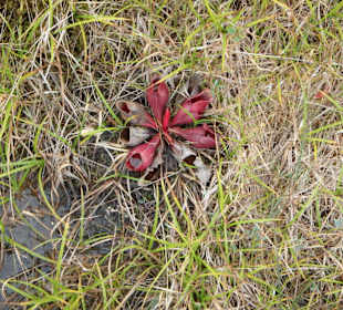 Fleischfressende Pflanze