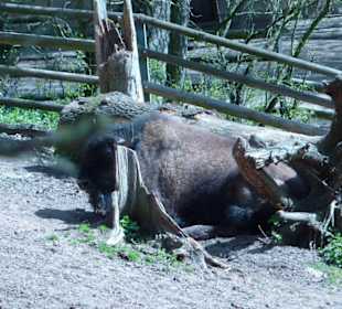 Bison
