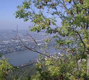 Blick vom Drachenfels