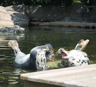 Freilichtmuseum Skansen