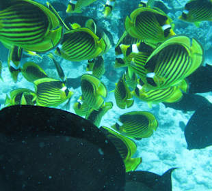 Schnorcheltour zur Paradies Insel