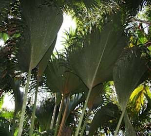 Praslin, Vallee de Mai
