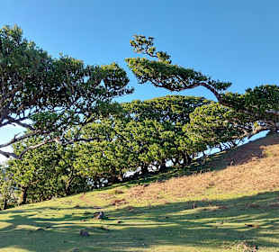 Wandern Funchal