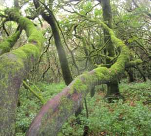 Besucherzentrum Nationalpark Garajonay