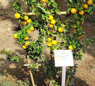 Rundgang durch das Zitronengewächshaus