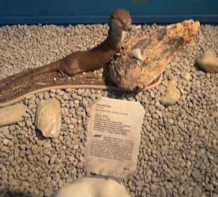 Ausstellung Eis Safari