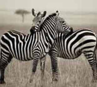 Kenya Wildlife Safaris