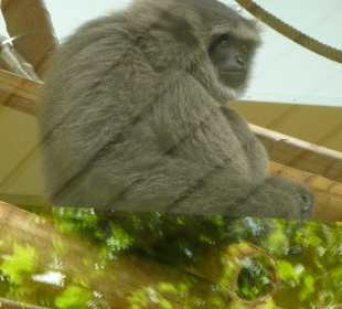 Silbergibbon
