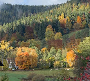 Wandern Enzklösterle