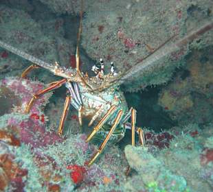 Erlebnisse bei Tauchgang Merlin Sosua