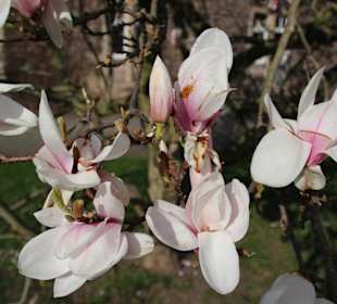 Magnolienblüte am Parkcafe 