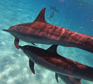 Delfinschwimmen Sataya Reef (Dolphin House)
