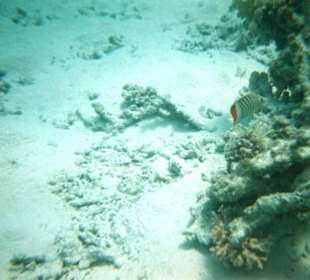 Dolphintour mit Oototo zum Zweiten