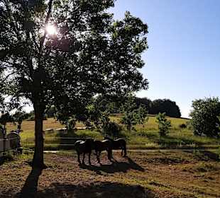 Wandern Neddesitz auf Rügen