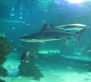 Aquarium direkt am Darling Harbour