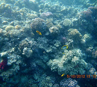 Unterwasserwelt am Hotelriff