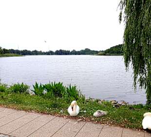 Wandern Bansin am See