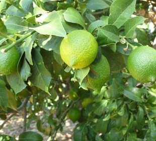 Plantagenbilder Alanya - Zitrone