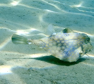 Schnorcheln Makadi Bay