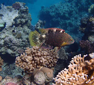 Farbenprächtige Unterwasserwelt