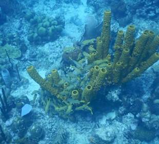 Fischschwarm an einer Koralle im "Aquarium"