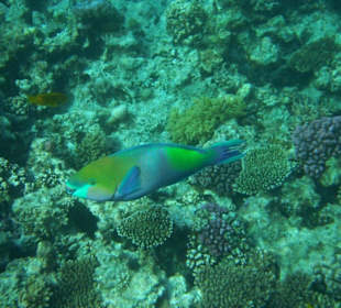 Hausriff Arabia Azur