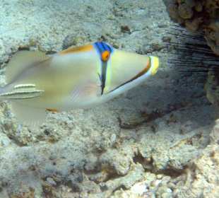 Hausriff Mövenpick beim Schnorcheln