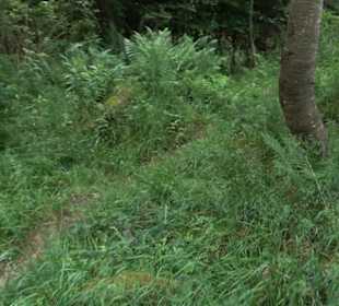 Premiumwanderweg "hochgehackert"