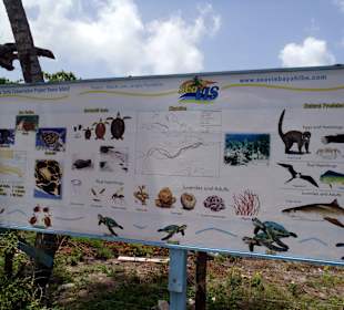 Schildkrötenprojekt