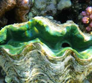 Schuppige Riesenmuschel 