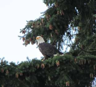 Falken- & Greifvogelflugshow