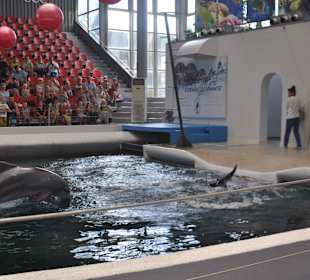 Delfinarium w Warnie