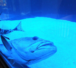 Old Town Aquarium, Rhodos