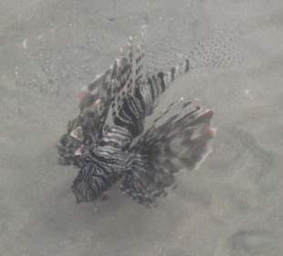 Indischer Rotfeuerfisch