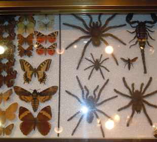 Insektarium