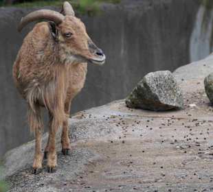 Tierpark Hagenbeck