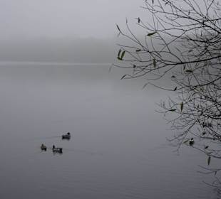 Herbstnebel im Bremer Bürgerpark