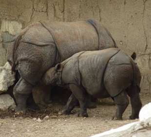 Nachwuchs im Zoo