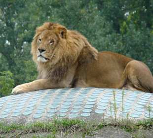 Mieszkańcy zoo