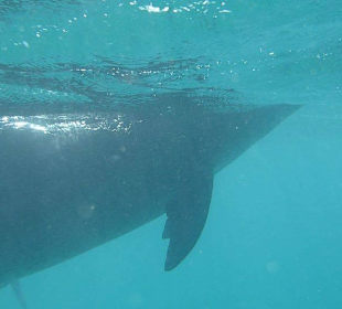 Mit Delfinen schwimmen