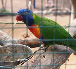Tiere im Oasis Park Fuerteventura