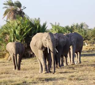Amboseli 