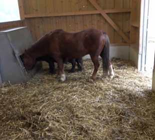 Erlebnisbauernhof und Wildgehege