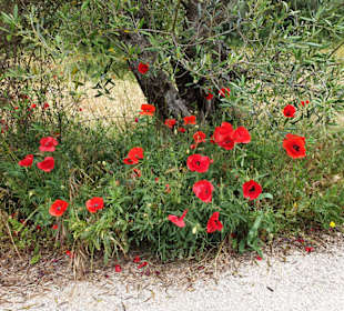 Wilde Blumen am Rande des Strandes