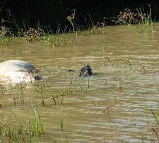 Krokodile auf der JAgd