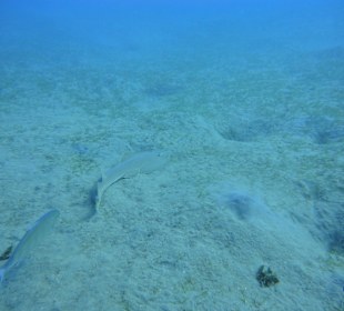 Die Seegraswiese in Abu Dabab