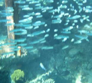 Schnorcheln am Hausriff