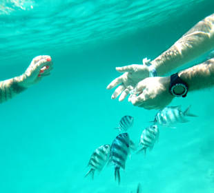 Schnorcheln Hausriff Hilton Long Beach Hurghada
