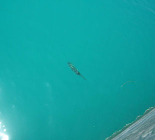 Island Hopping