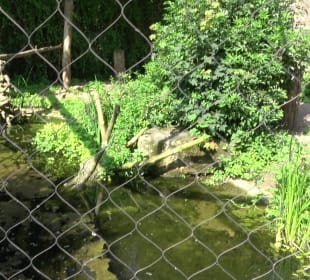 Zoo Heidelberg